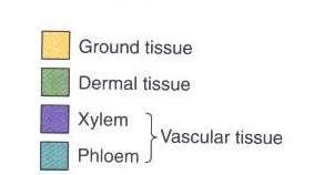 Vascular tissues Phloem Xylem