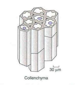 Ground Tissues Collenchyma cells Like parenchyma cells, these are live cells.