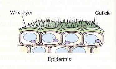 Epidermis Dermal Tissues Usually only a cell layer Leaf epidermis has a