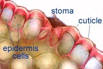 Dermal Tissue System Forms outside covering of plants In young plants, made of epidermis ep uh DURH muhs the outer layer made of parenchyma