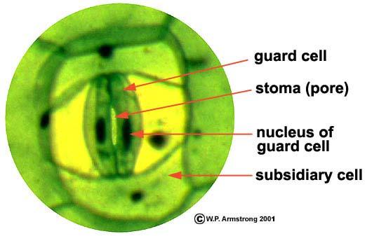 Gas Exchange Plants have to balance their need to open stomata to get CO 2 and release O 2 with need to close