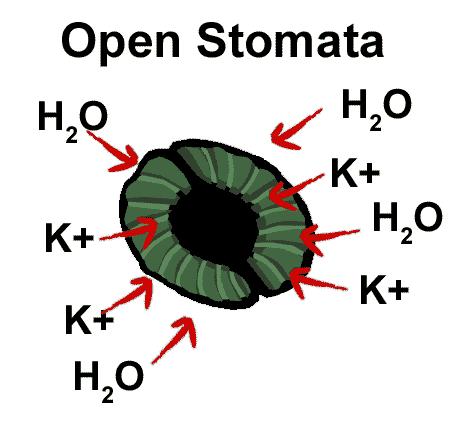 Stomata of most plants open during day and closed at night Opening and closing regulated by amount of water in guard cells Epidermal cells of