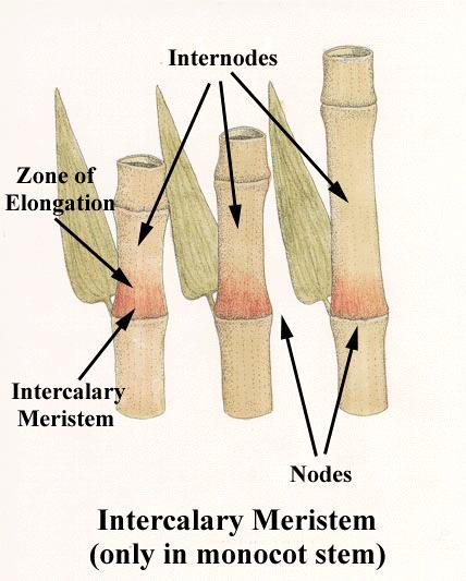 Some monocots have intercalary in TUHR kah leree meristems located above