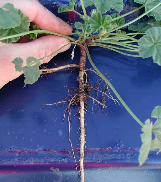 Types of Roots When seed sprouts it makes a primary