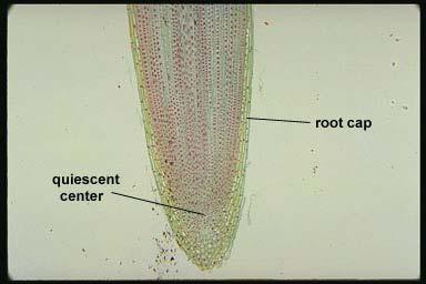 Root Structures Root tip covered by protective root cap Covers