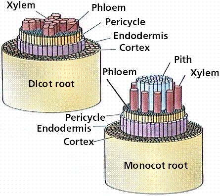 Outermost layer of central vascular tissue is called pericycle