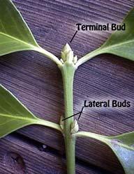 Tip of each stem usually has a terminal bud When growth resumes in spring,