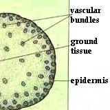 represented by epidermis (outer layer of stem) Main