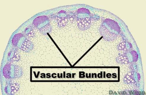 Vascular tissue formed near apical meristem happens in bundles Long strands embedded in