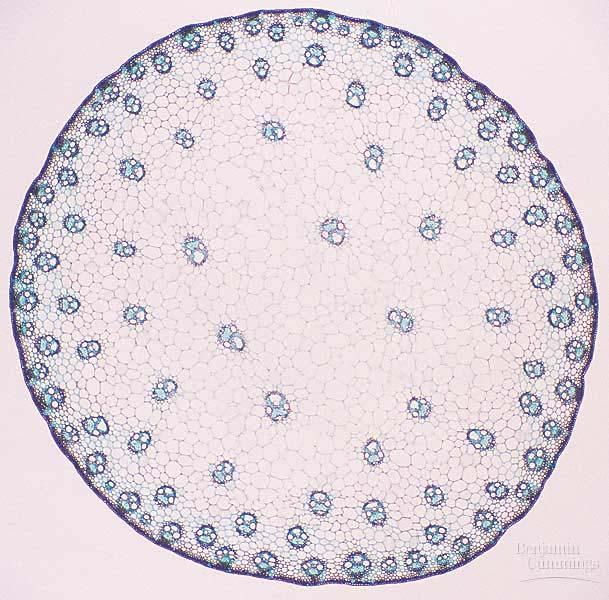 Monocot stem vascular bundles usually scattered throughout ground tissue Most don t have