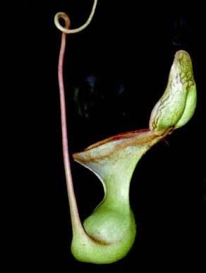 Unusual leaf modification happens in carnivorous plants like the pitcher plant/venus fly trap Leaves function as food traps Plants