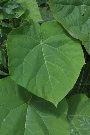 Leaf Structures Wide variety of shapes and sizes Important for