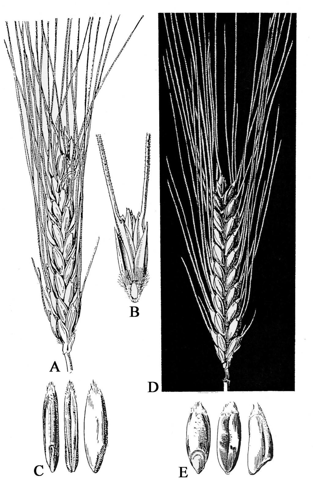 1.2 Cytogenetic and Taxonomic Background 5 Fig. 1.1A D. Tetraploid Triticum turgidum wheat. A Ear (1:1), B spikelet (2:1), C grain (3:1) of wild emmer wheat, T. turgidum subsp. dicoccoides.