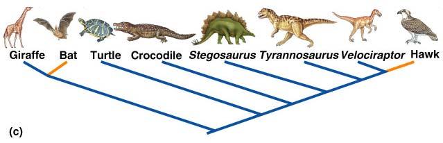 Interpreting A Cladogram Monophyletic Group Interpreting A Cladogram Paraphyletic Group Common Ancestor All Descendants Included Common Ancestor Not all Descendants included Polyphyletic Group