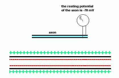 It is called a RESTING potential because it occurs when a membrane is