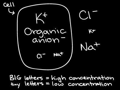 In contrast Na+ and Cl- are usually present at higher concentrations outside the cell.