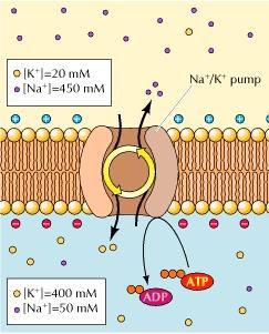 The Na+ - K+ pump maintains Na+ and K+ gradients As a result of this active transport mechanism (commonly referred to as the Sodium - Potassium