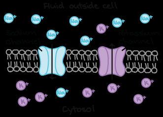 Ions can't pass directly through the lipid regions of the membrane.