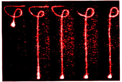 5. Direct observation of reptation Manipulation of DNA with optical tweezers After a brisk tug, the stained chain relaxes back along the path of its reptation tube Reptation tubes really exist!