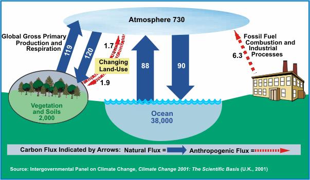 human activities alter the natural carbon cycle, increasing the