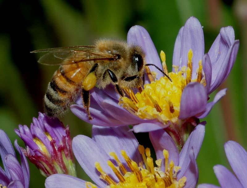 Honey bee pheromones: Biology and relevance to beekeeping What is one thing in