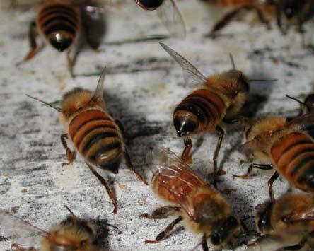 habituating the bees to the alarm odor? 4.