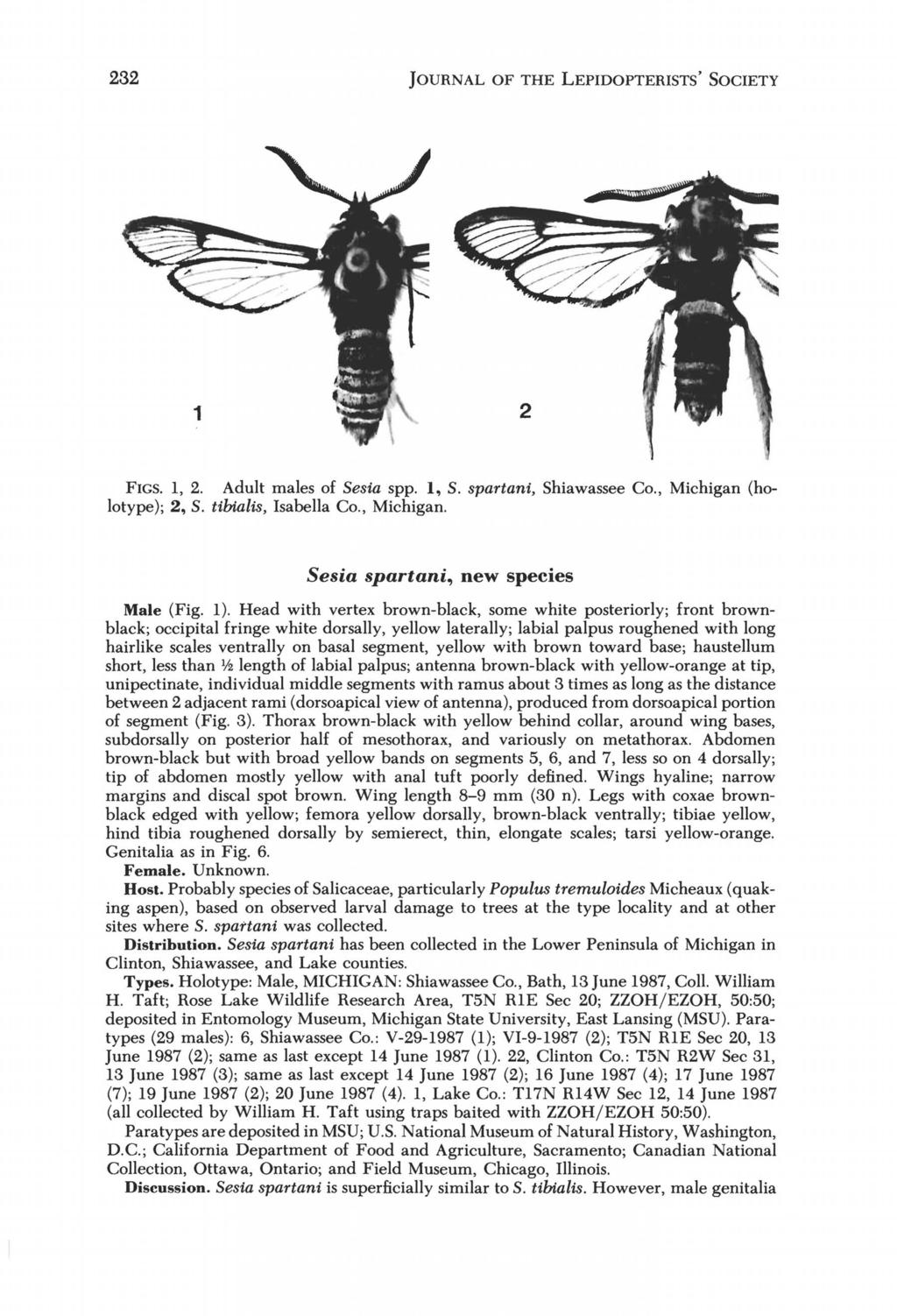 232 JOURNAL OF THE LEPIDOPTERISTS' SOCIETY FIGS. 1, 2. Adult males of Sesia spp. 1, S. spartani, Shiawassee Co., Michigan (holotype); 2, S. tibialis, Isabella Co., Michigan. Sesia spartani, new species Male (Fig.