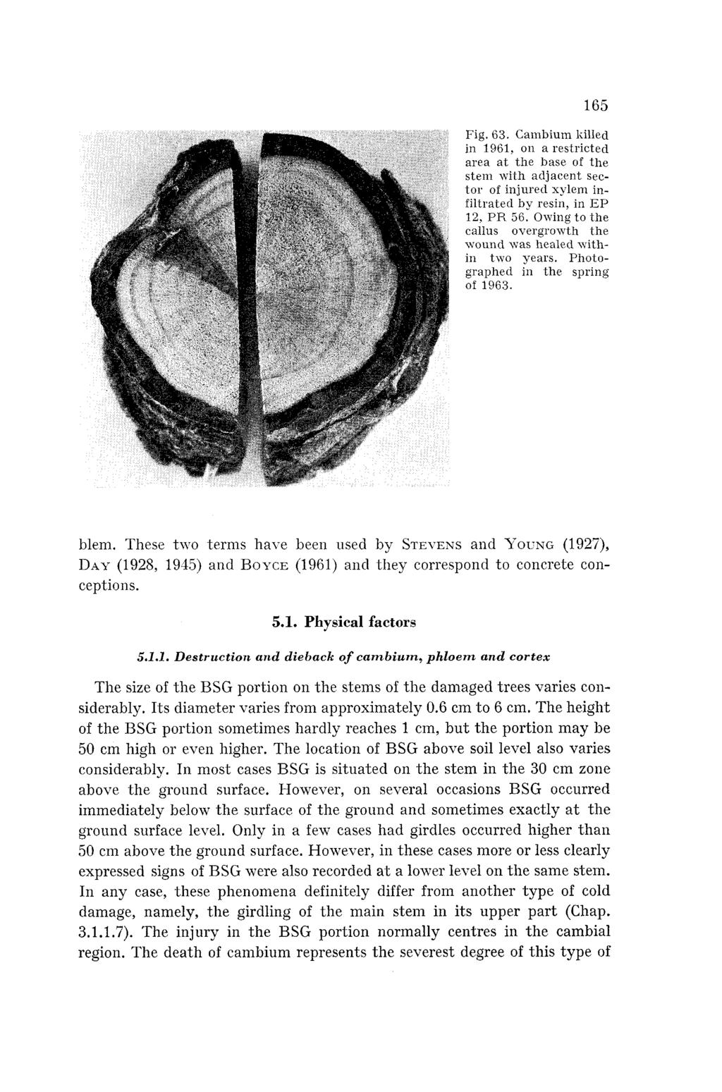 Fig. 63. Cambium killed in 1961, on a restricted area at the base of the stem with adjacent sector of injured xylem infiltrated by resin, in EP 12, PR 56.