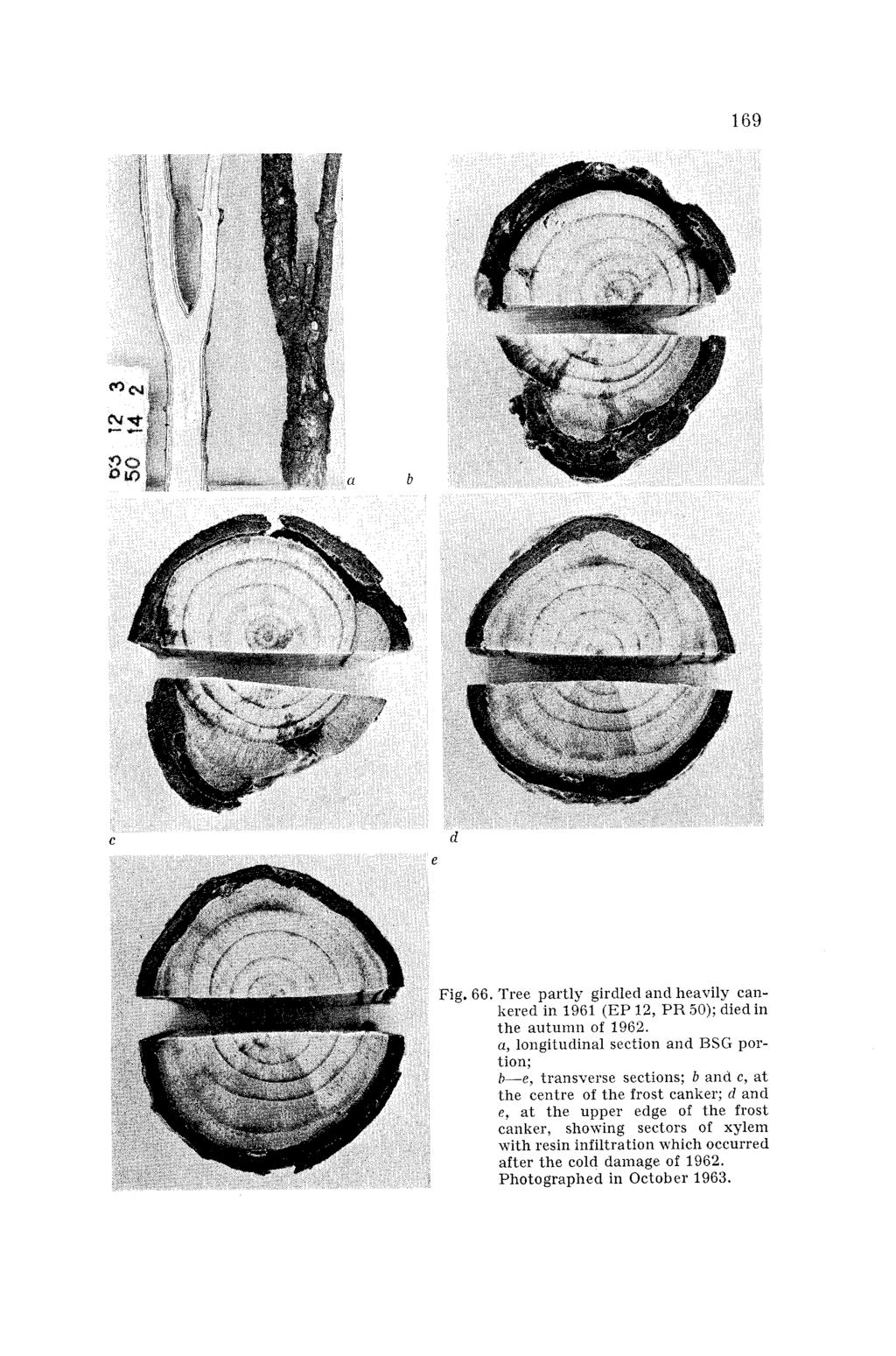 Fig. 66. Tree partly girdled and heavily cankered in 1961 (EP 12, PR 50); died in the autumn of 1962.