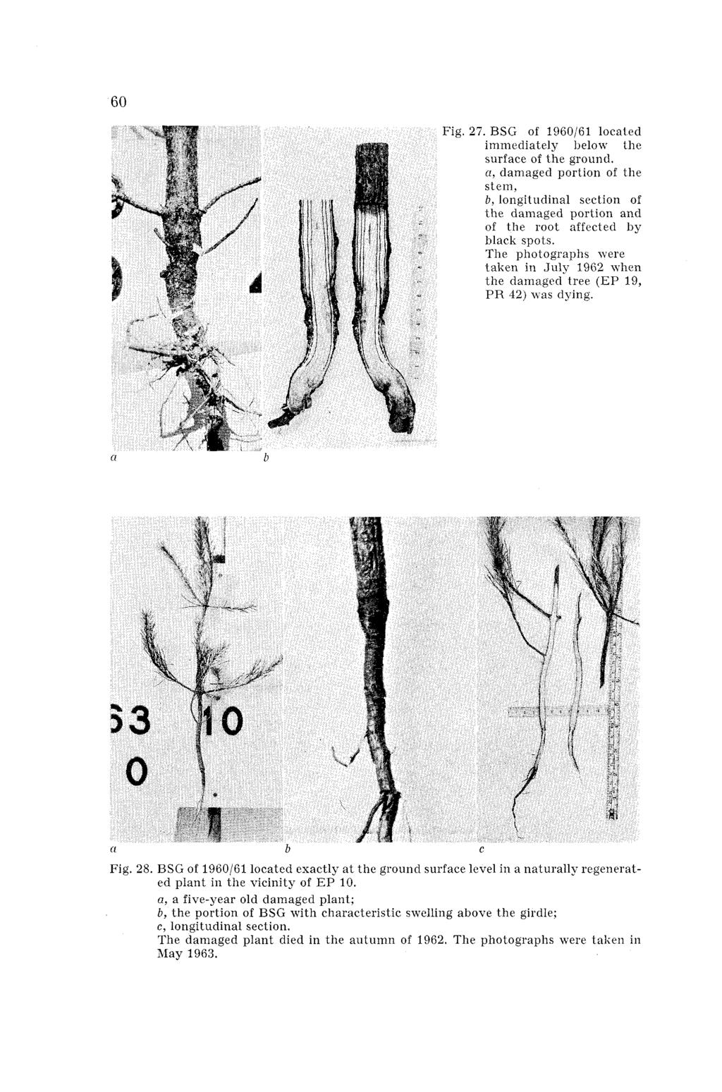 Fig. '. BSG of 1960/61 located immediately below the surface of the ground. a, damaged portion of the stem, b, lonnitudinal section of the damaged portion and of the root affected by black spots.