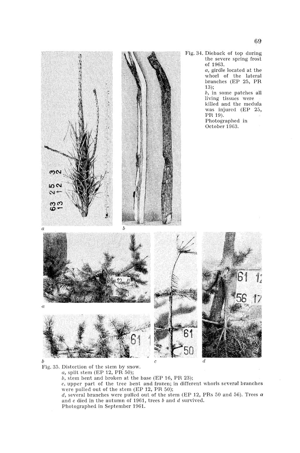 Fig. Diebacli of top during the severe spring frosl of 1963.