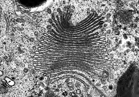 2 The electronmicrograph below shows a Golgi apparatus in part of a cell.