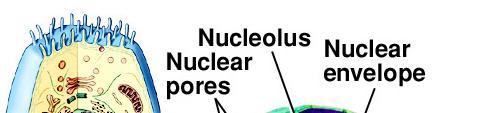 Cellular Organelles Nucleus - the largest
