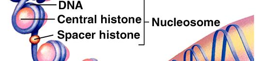 The most common proteins are histones.