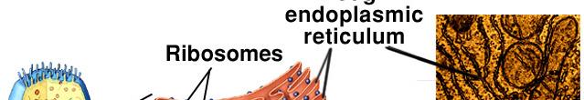 Endoplasmic reticulum (ER) - a web-like series of membranes within the cytoplasm