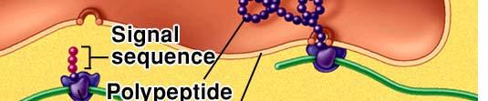occurs on ribosomes that