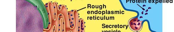 Proteins synthesized on the ER are concentrated internally and transport