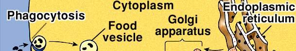 The Golgi Apparatus also forms