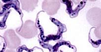 Flagella and Cilia - cellular appendages