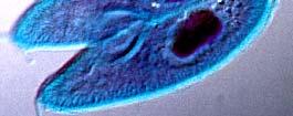 the cell surface cells that have flagella