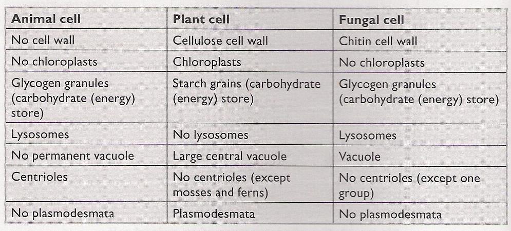 Eukaryotes: Comparing animal, plant and fungal cells Plant cells are protoplasts (membrane and contents) bordered by an extracellular cellulose cell wall.