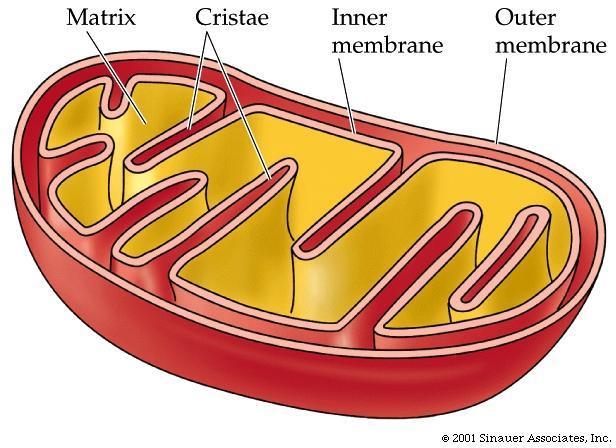 MITOCHONDRIA are present in almost all types of ANIMAL CELLS. Located in the CYTOPLASM of the cell. They are common in cells that have high energy requirements, such as MUSCLE CELLS.