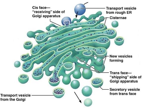 When a newly synthesised protein is released from the ER, it travels through the cytoplasm in a transport vesicle.