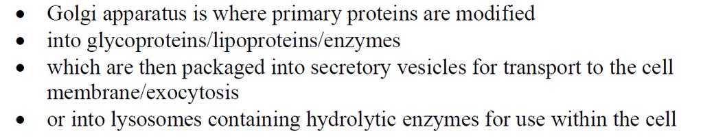 IMPORTANT: ER, RER AND GOLGI SUMMARY Describe the role of ER and the Golgi apparatus in the creation of a protein enclosed within an organelle.
