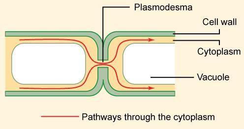 Plasmodesmata Link to other organelles- Plasmodesmata link other cells as they are gaps in the cell wall Location- In