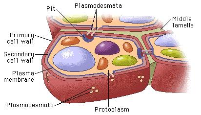 Plasmodesmata provide gaps in the cell walls of adjacent cells that enable different kinds of molecules to pass