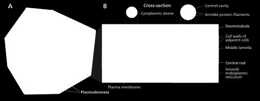 Structures- A typical plant cell will have between 10 3 and 10 5 plasmodesmata connecting it with neighbouring cells