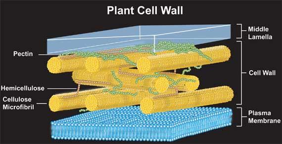 Cell Wall Location: lies immediately outside the cell-surface membrane Structure: main component of plant cell walls is the polysaccharide cellulose, which is laid down in microfibrils.