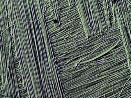 Photomicrograph of microfibrils