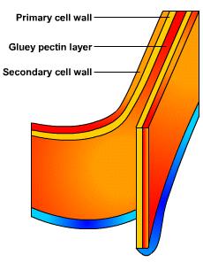 Cell walls of adjacent cells are linked together by a sticky polysaccharide called pectin.